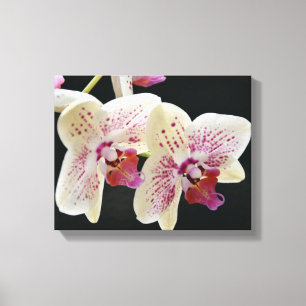 Impressão Em Tela Orquídea branca e rosa linda com fundo preto