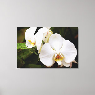 Impressão Em Tela Orquídea Lua Branca (Phalaenopsis Aphrodite)
