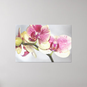 Impressão Em Tela Orquídea Rosa Bonita