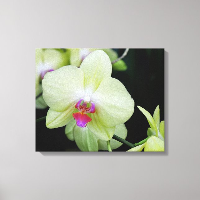 Impressão Em Tela Orquídea Verde Amarela (Frente)