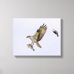 Impressão Em Tela Osprey sendo perseguido por um pássaro vermelho-a
