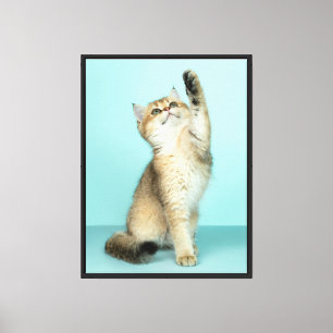 Impressão Em Tela Ouro Kitten a alcançar o céu
