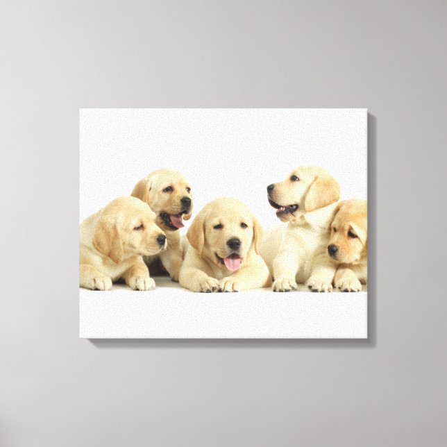 Impressão Em Tela Ouro Labrador Puppy Pile (Frente)