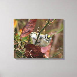 Impressão Em Tela ouro-rei-coroado