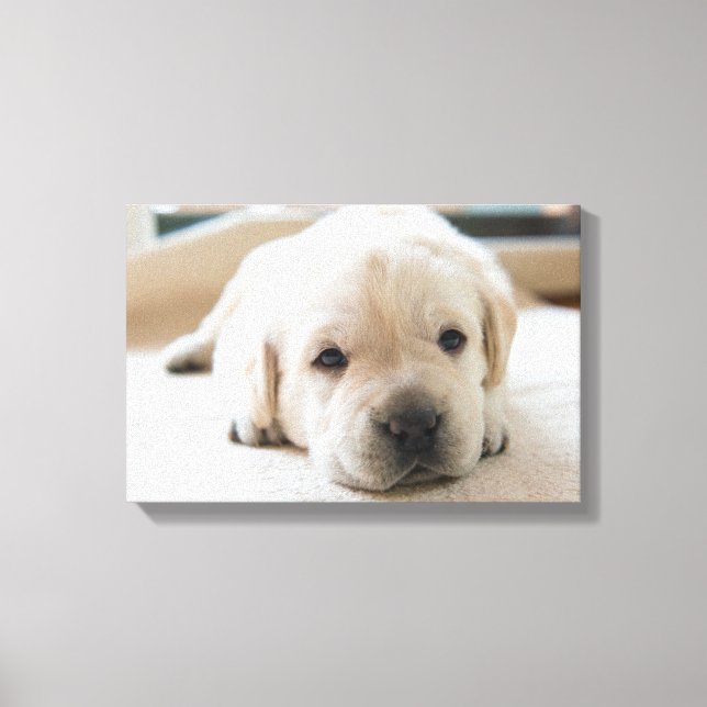 Impressão Em Tela Ouro Sonolento Labrador Puppy (Frente)