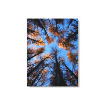 Outonas em tela do pôr do sol