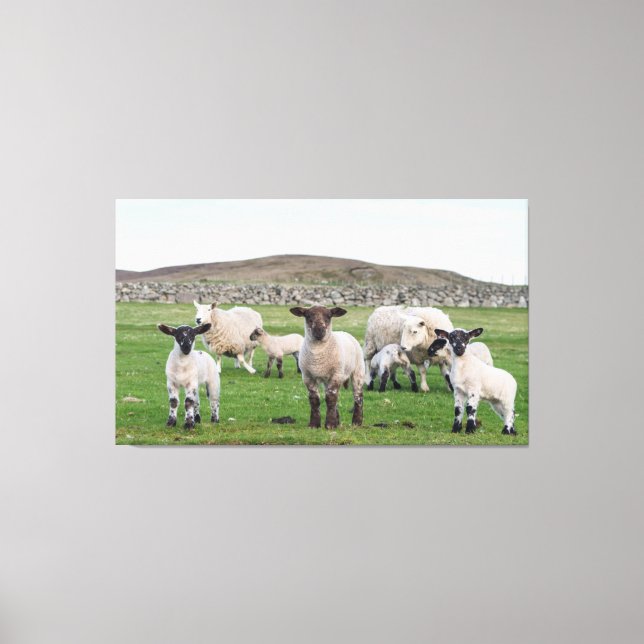 Impressão Em Tela Ovelha Shetland (Frente)