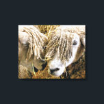 IMPRESSÃO EM TELA OVINO<br><div class="desc">Duas lindas ovelhas Cotswold capturadas fotograficamente em um momento engraçado e humorístico conversando entre si. Os ovinos de coalhada são originários dos Cotswolds, na Inglaterra, e são criados para a sua lã e carne. Eles têm pulgas longas com quase ouro de tonalidade.</div>