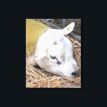 IMPRESSÃO EM TELA OVINO<br><div class="desc">Um design fotográfico de uma bela ovelha Texel.</div>