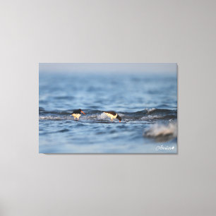 Impressão Em Tela Oystercatcher Eurasiano