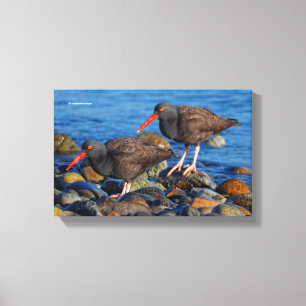 Impressão Em Tela Oystercatcher Preto Ver Oystercatcher Preto Do