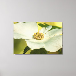 Impressão Em Tela Pacific Dogwood