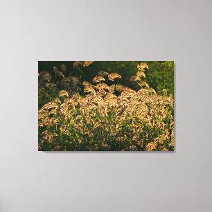 Impressão Em Tela Painço Selvagem (Panicum Sp.) Crescendo em Área Úm