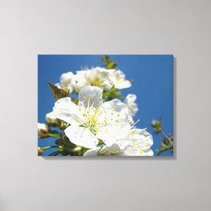 Impressão Em Tela Painéis de Arte Fino em Tela Flores de Cerejeira Á