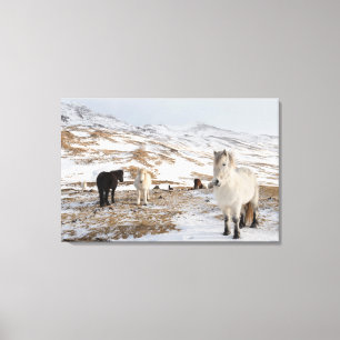 Impressão Em Tela Paisagem com Cavalos Islandeses