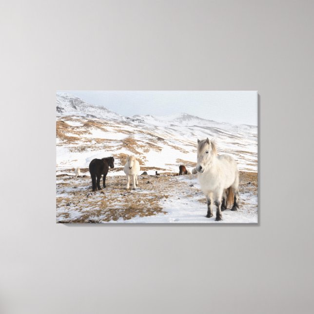 Impressão Em Tela Paisagem com Cavalos Islandeses (Frente)