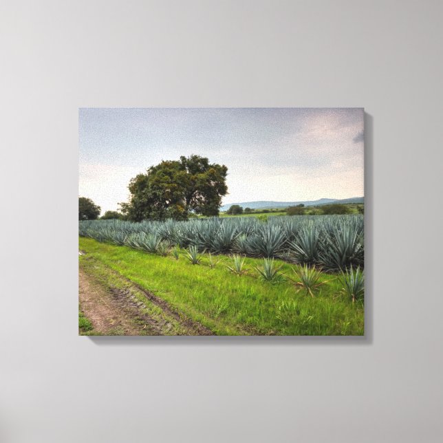 Impressão Em Tela Paisagem De Agave Azul (Frente)