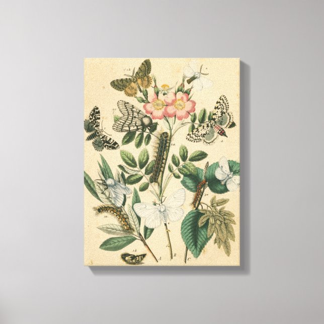 Impressão Em Tela Palcos da vida da borboleta pelo Vision Studio (Frente)