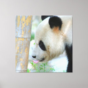 Impressão Em Tela Panda20170502_by_JAMFoto