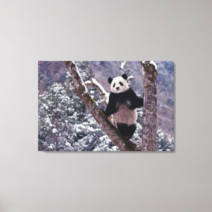 Impressão Em Tela Panda-gigante em pé sobre uma árvore, Wolong, Sich