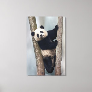 Impressão Em Tela Panda nova que escala uma árvore, China
