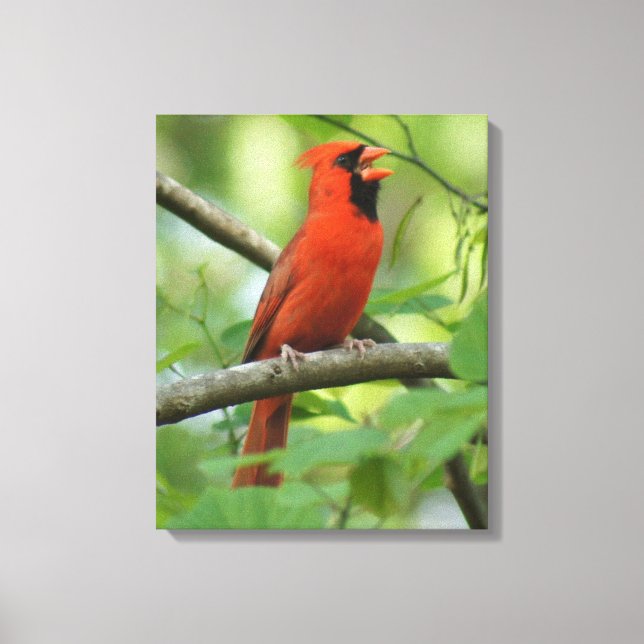 Impressão Em Tela Papá Cardinal Cantando! (Frente)