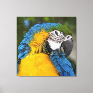 Impressão Em Tela Papagaio Azul E Dourado