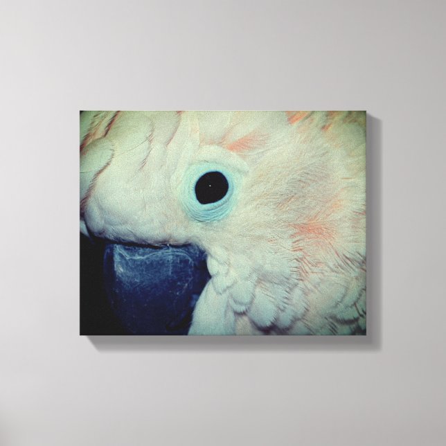 Impressão Em Tela Papagaio Moluco Rosa Fechar (Frente)