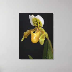 Impressão Em Tela Paphiopedilum Exul