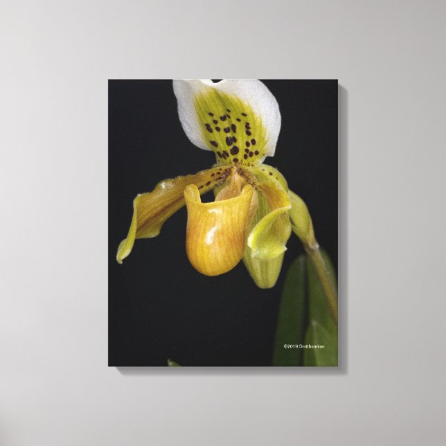 Impressão Em Tela Paphiopedilum Exul (Frente)