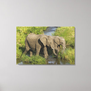 Impressão Em Tela Par de Elefantes Africanos Masai Mara