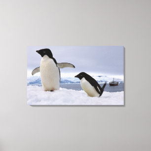 Impressão Em Tela Par de pinguins Adelie Antártida