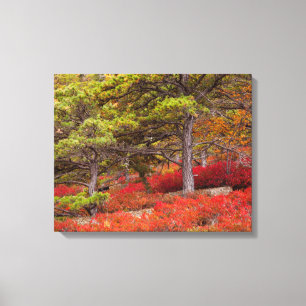 Impressão Em Tela Parque Nacional de Acadia, Maine