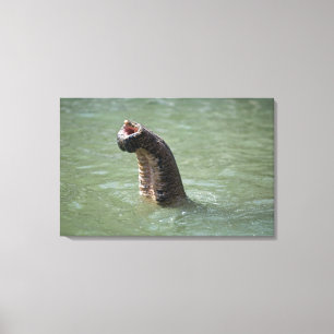 Impressão Em Tela Parque nacional de Corbett, Uttaranchal, India