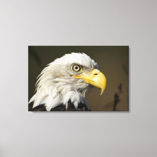 Impressão Em Tela Parque nacional de Katmai, Alaska