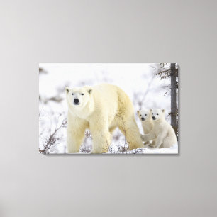 Impressão Em Tela Parque nacional de Wapusk, Canadá