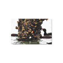 Passageiros de scoter Surf atordoantes que se alim