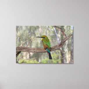 Impressão Em Tela Pássaro comedor-de-abelhas-arco-íris, Austrália