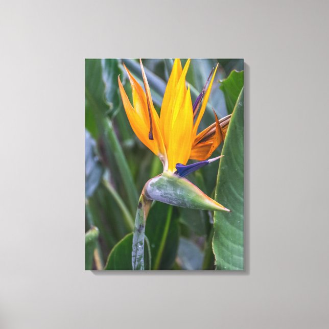Impressão Em Tela Pássaro da tela de visualização das flores do Para (Frente)