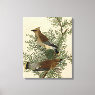 Impressão Em Tela Pássaro do Waxwing de cedro de Audubon