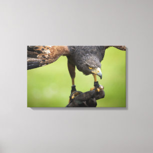Impressão Em Tela pássaro falcão
