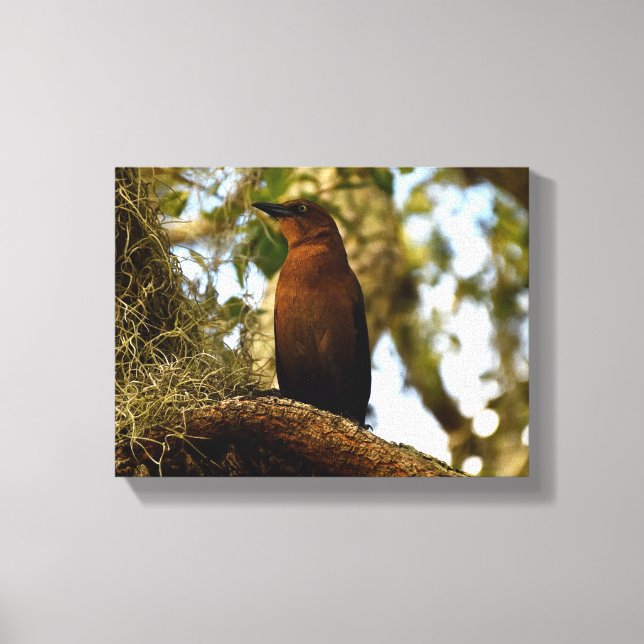 Impressão Em Tela Pássaro Tordo-castanho (Frente)