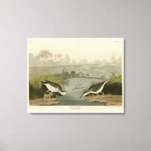 Impressão Em Tela Pássaros de Ataque de Audubon's Birds of America