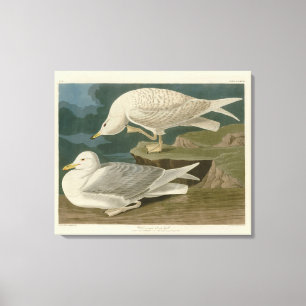 Impressão Em Tela Pássaros de Gull Audubon, de asas brancas