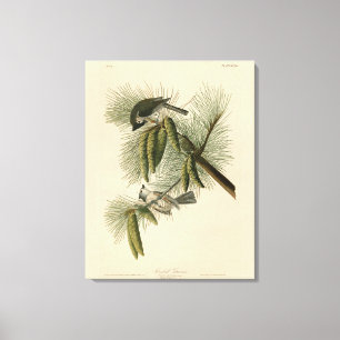 Impressão Em Tela Pássaros de Titmouse da América Crested (Tufted)