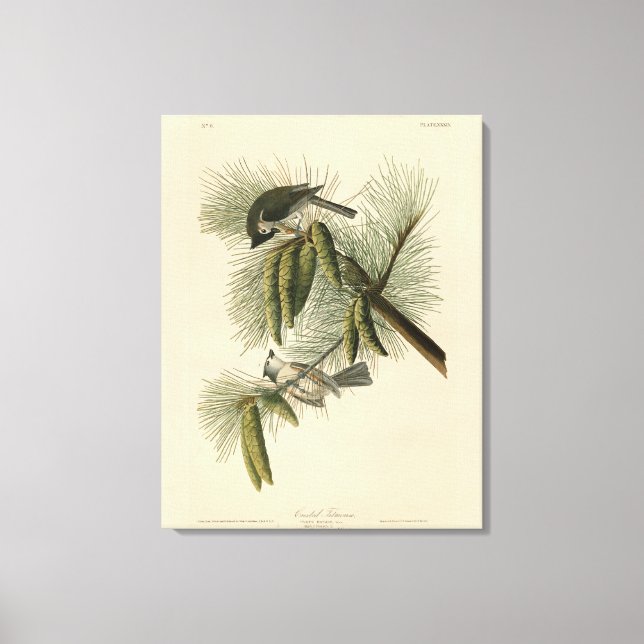 Impressão Em Tela Pássaros de Titmouse da América Crested (Tufted) (Frente)