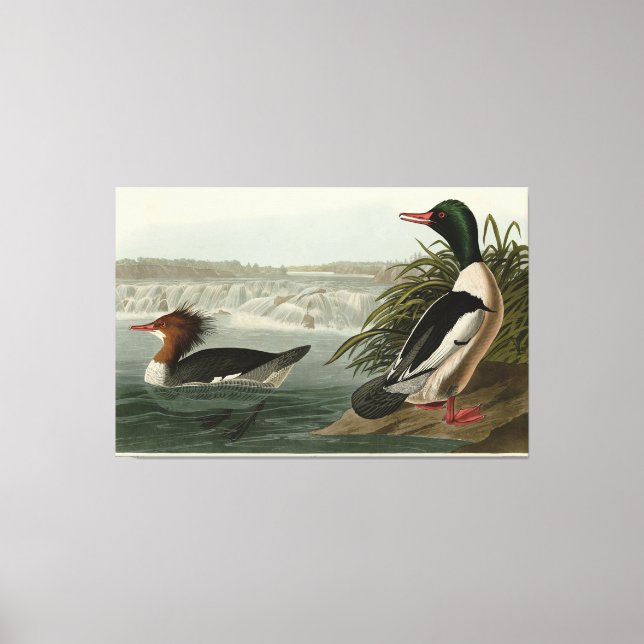 Impressão Em Tela Pássaros do Goosander (Merganser comum) Audubon (Frente)