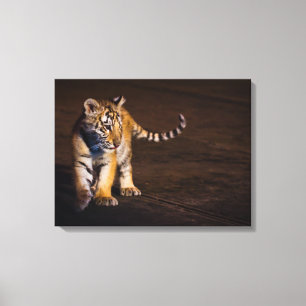 Impressão Em Tela Passeio de Cub de tigre