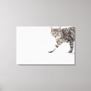 Impressão Em Tela Passeio do gato