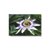 Passiflora - Fotografia Floral